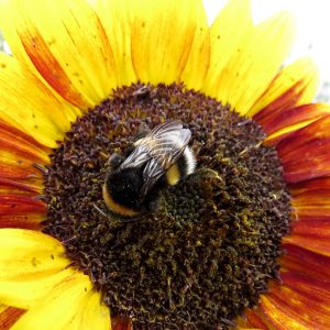 Umwelt-Nachhaltigkeit-03